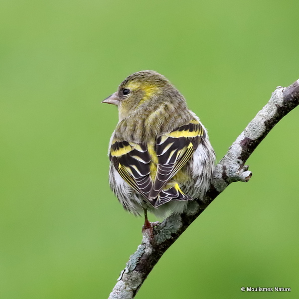 European Siskin (Carduelis spinus) F