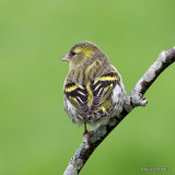 European Siskin (Carduelis spinus) F