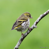 European Siskin (Carduelis spinus) F