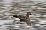 Greater White-fronted Goose (Anser albifrons) Ad