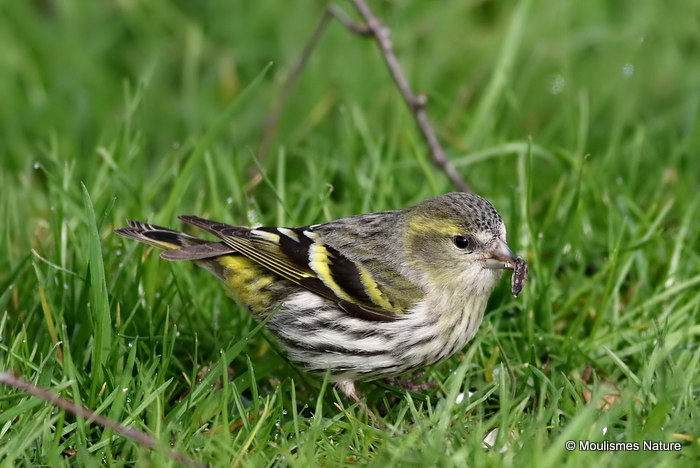 European Siskin (Carduelis spinus) F