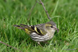 European Siskin (Carduelis spinus) F