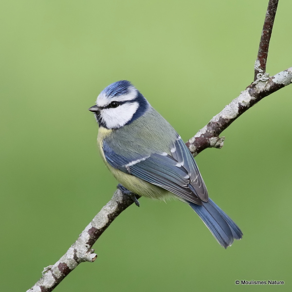 Blue Tit (Parus caeruleus)