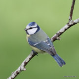 Blue Tit (Parus caeruleus)