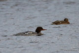 Goosander (Mergus merganser) F/imm