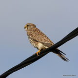 Common Kestrel (Falco tinnunculus) F
