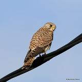 Common Kestrel (Falco tinnunculus) F