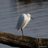 Little Egret (Egretta garzetta) Ad-W