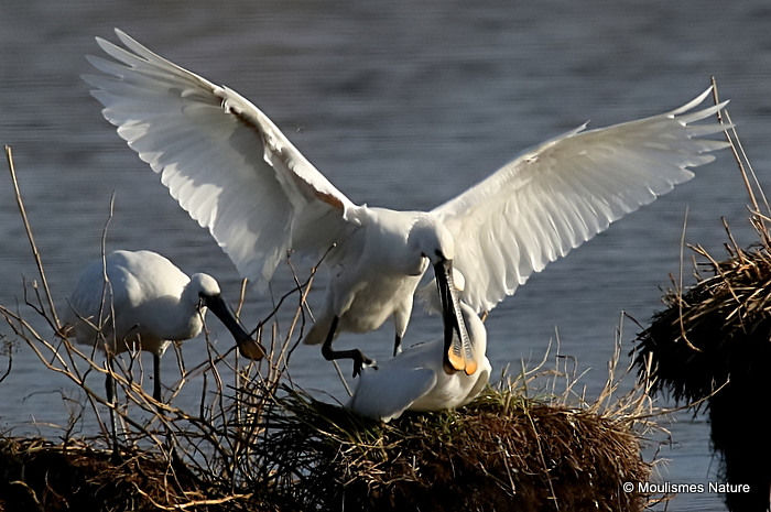 Platalea leucorodia