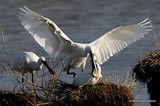 Platalea leucorodia