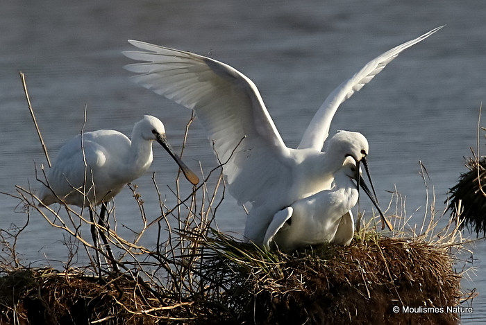 Platalea leucorodia