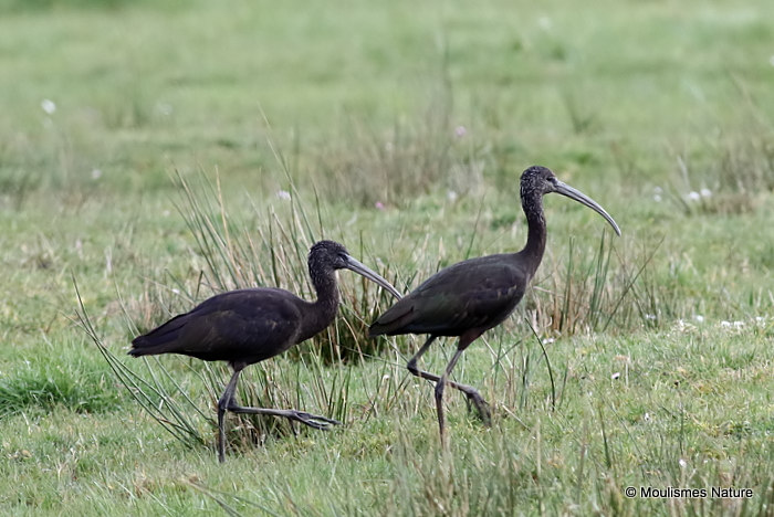 Glossy Ibis (Plegadis falcinellus) Ad-W