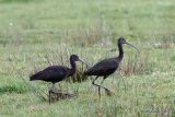 Glossy Ibis (Plegadis falcinellus) Ad-W