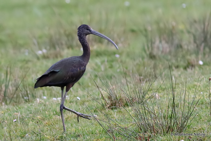 Glossy Ibis (Plegadis falcinellus) Ad-W