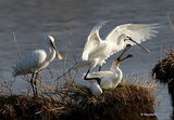 Platalea leucorodia