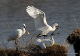 Platalea leucorodia