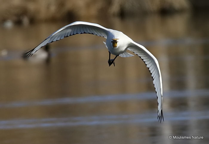 Platalea leucorodia 1W