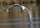 Platalea leucorodia 1W