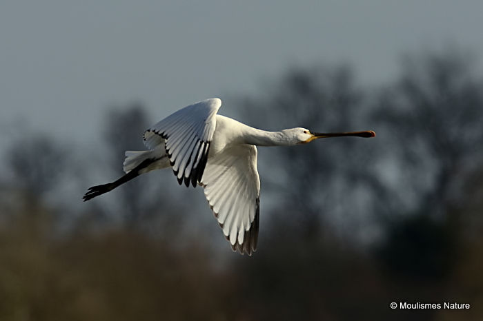 Platalea leucorodia 1W