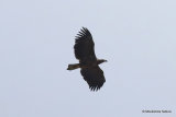 White-tailed Eagle (Haliaeetus albicilla) Juv