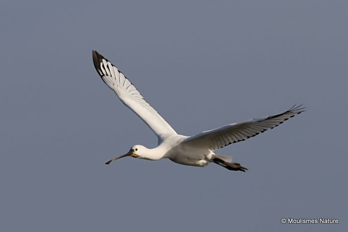 Platalea leucorodia 1W