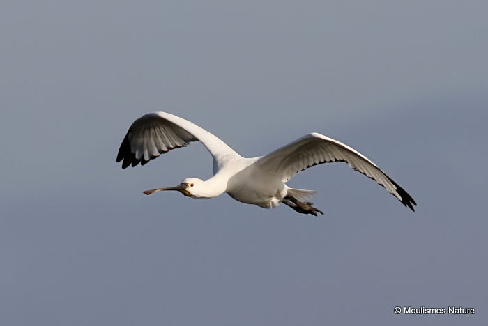 Platalea leucorodia 1W