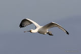 Platalea leucorodia 1W