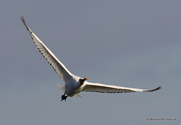 Platalea leucorodia 1W