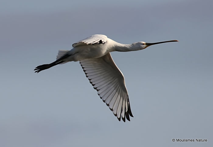 Platalea leucorodia 1W
