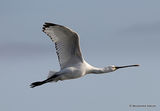 Platalea leucorodia 1W