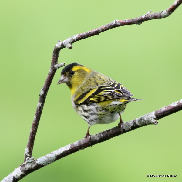 European Siskin (Carduelis spinus) M
