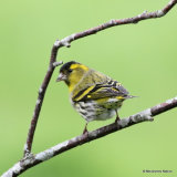 European Siskin (Carduelis spinus) M