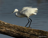 Little Egret (Egretta garzetta) Ad-W
