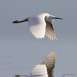 Little Egret (Egretta garzetta) Ad-W