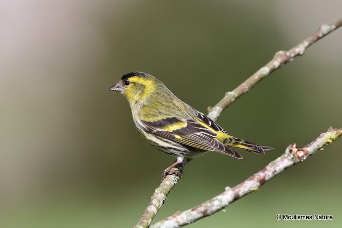 European Siskin (Carduelis spinus) M