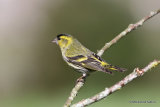 European Siskin (Carduelis spinus) M