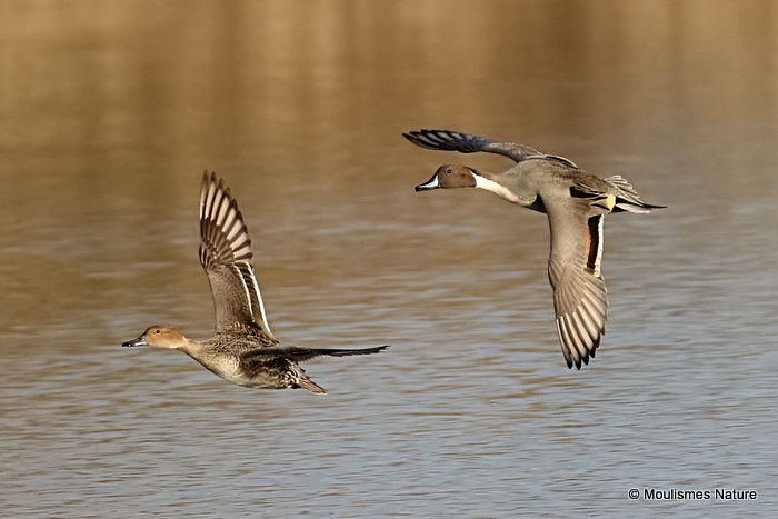 Northern Pintail (Anas acuta), Canard pilet