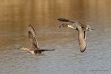Northern Pintail (Anas acuta), Canard pilet