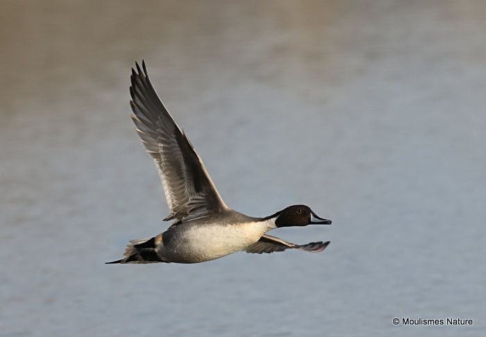 Northern Pintail (Anas acuta) M, Canard pilet