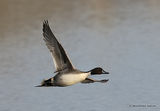 Northern Pintail (Anas acuta) M, Canard pilet
