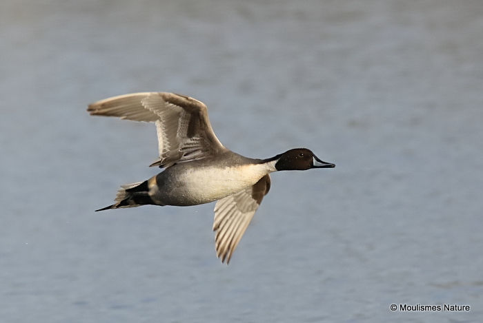 Northern Pintail (Anas acuta) M, Canard pilet