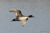 Northern Pintail (Anas acuta) M, Canard pilet