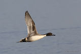 Northern Pintail (Anas acuta) M, Canard pilet