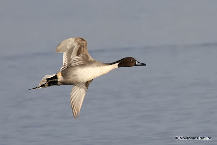 Northern Pintail (Anas acuta) M, Canard pilet
