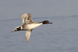 Northern Pintail (Anas acuta) M, Canard pilet
