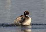 Northern Pintail (Anas acuta) M