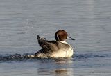 Northern Pintail (Anas acuta) M