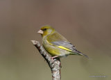 European Greenfinch (Carduelis chloris) M