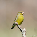 European Greenfinch (Carduelis chloris) M
