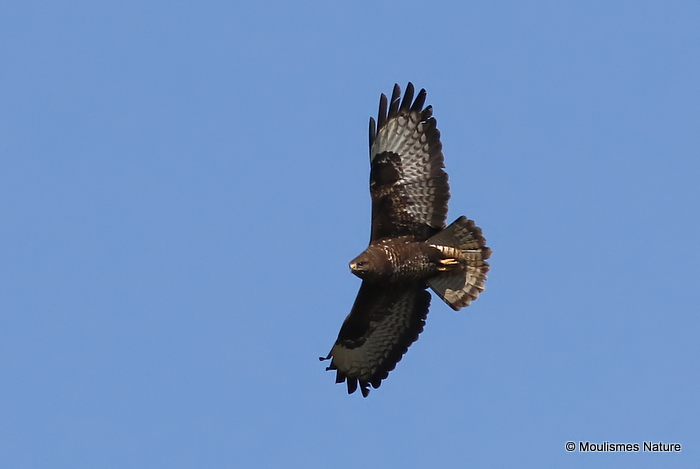 Buteo buteo ad